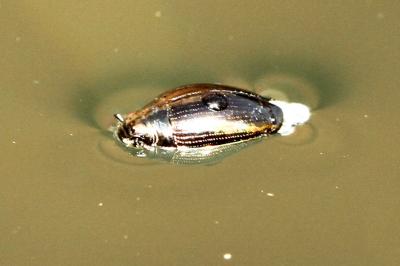 Gyrinidae