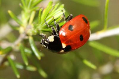 Coccinella septempunctata
