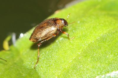Haliplidae