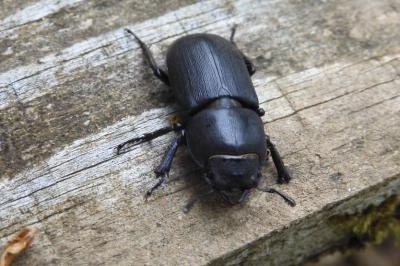 Dorcus parallelipipedus