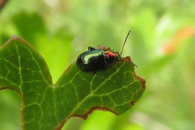 Crepidodera aurata
