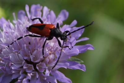 Stictoleptura cordigera