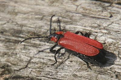 Lygistopterus sanguineus