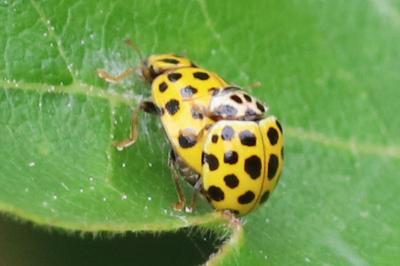 Psyllobora vigintiduopunctata