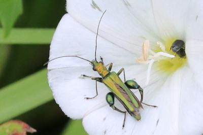 Oedemera nobilis