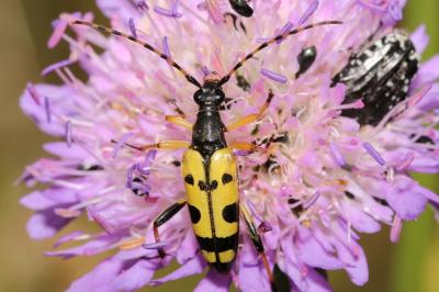 Rutpela maculata
