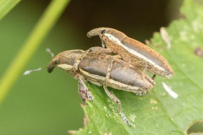 Lixus ochraceus