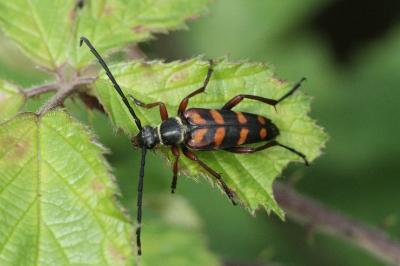 Leptura aurulenta