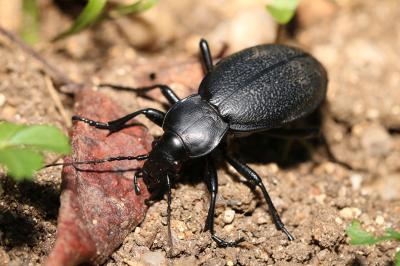 Carabus coriaceus