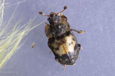 Nitidulidae