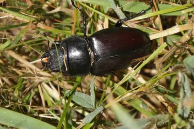 Lucanus cervus