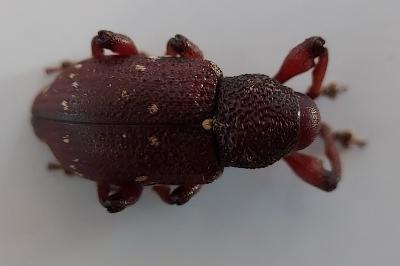 Hylobius transversovittatus
