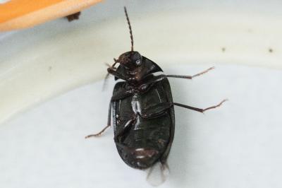 Prionychus fairmairii