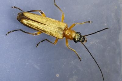 Oedemera podagrariae