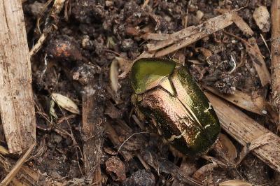 Cetonia aurata