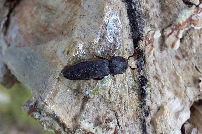 Eucnemidae