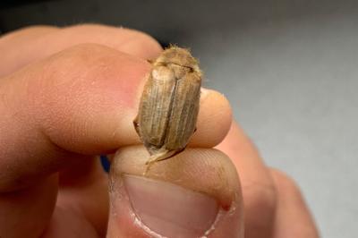 Amphimallon solstitiale
