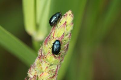 Cryptocephalus ianthinus