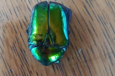 Cetonischema speciosissima