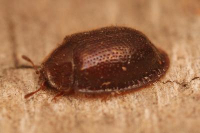 Thymalidae