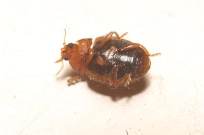 Rhyzobius litura