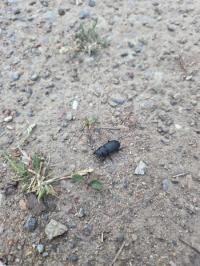 <i>Dorcus parallelipipedus</i>