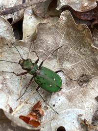 <i>Cicindela campestris</i>