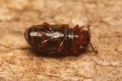 <i>Dacne bipustulata</i>