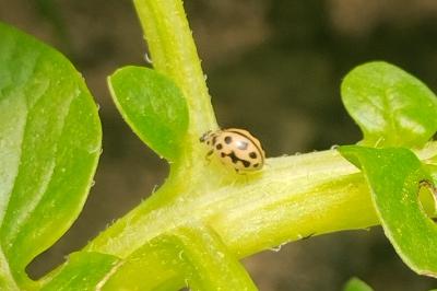 <i>Tytthaspis sedecimpunctata</i>