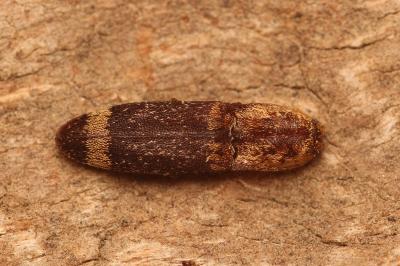 Lacon querceus
