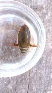 <i>Dytiscus marginalis</i>
