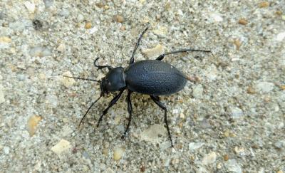 <i>Carabus coriaceus</i>
