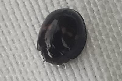<i>Chilocorus bipustulatus</i>
