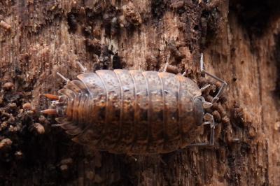 Porcellio monticola
