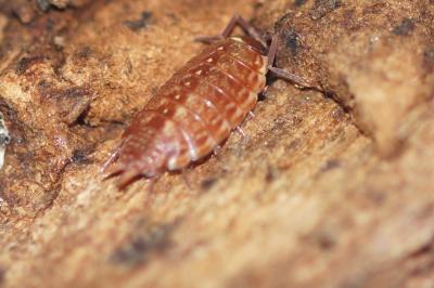 Philoscia muscorum