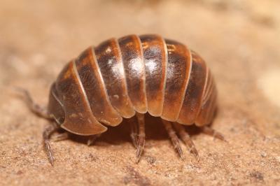 Armadillidium vulgare