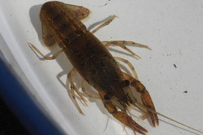 Procambarus clarkii