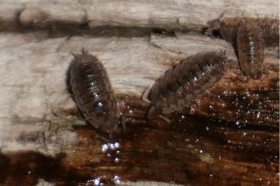 <i>Porcellio scaber</i>
