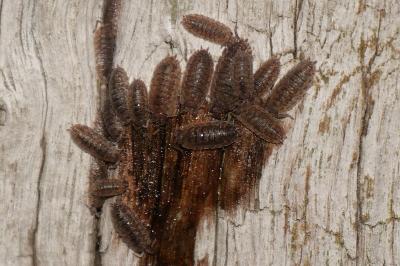 <i>Porcellio scaber</i>