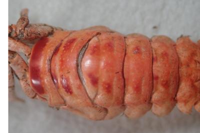 Faxonius limosus