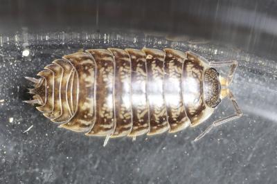 Porcellio gallicus