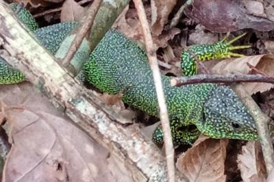 Lacerta bilineata