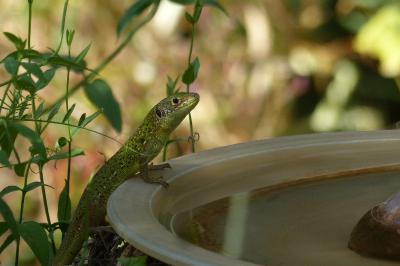 Lézard vert à deux raies 