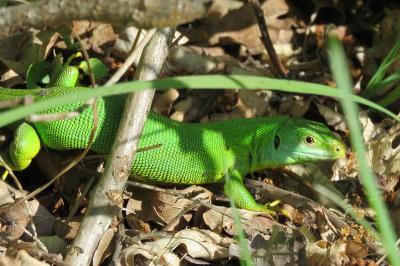 Lacerta bilineata