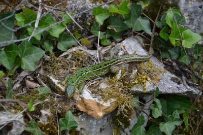 Lacerta bilineata
