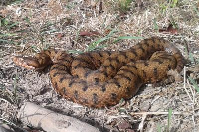 Vipera aspis