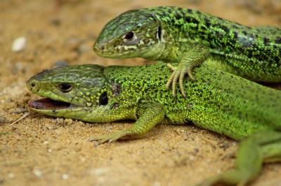 Lacerta bilineata