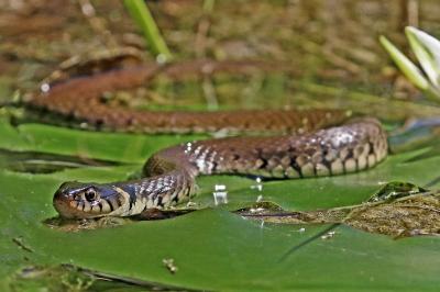 Natrix helvetica