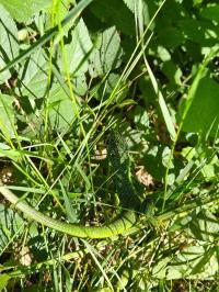 Lézard vert à deux raies 