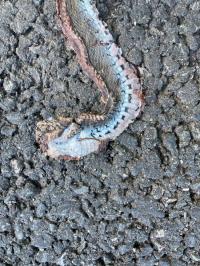 Couleuvre à collier helvétique